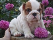 male and female English bulldogs for free adoption